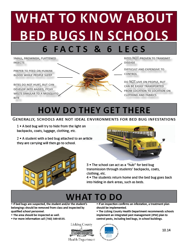 Bed Bugs What You Need To Know