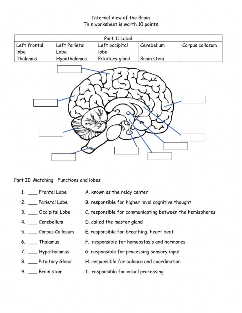 Brain Anatomy Map The Human Brain Diagram Worksheet Therapist Bilarasa