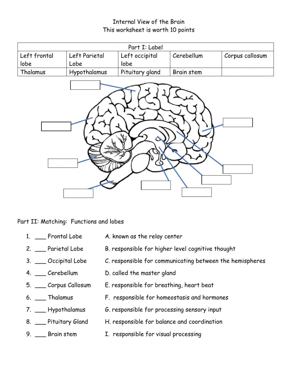 Brain Anatomy Map The Human Brain Diagram Worksheet Therapist Bilarasa