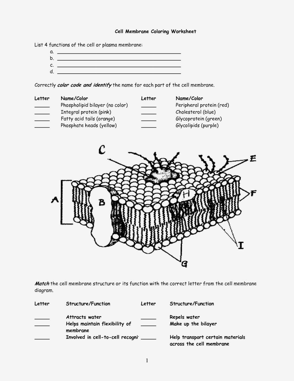 Cell Membrane Structure And Function Worksheet Db excel