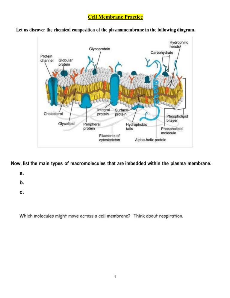 Cell Membrane Structure Function Worksheet