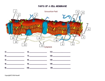 Cell Membrane Worksheets Teaching Resources TPT