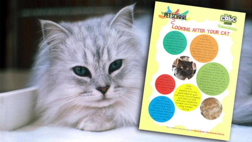 How To Look After Cats CBBC BBC