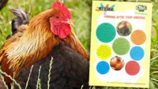 How To Look After Dogs CBBC BBC