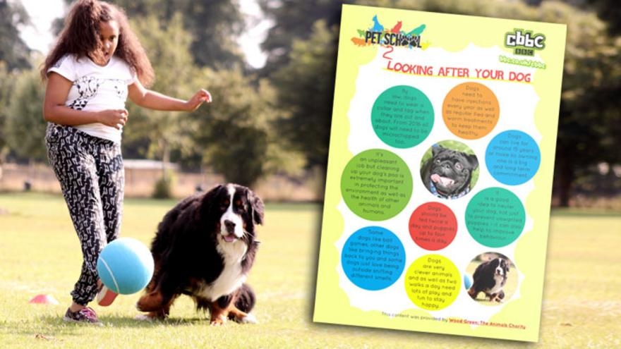 How To Look After Dogs CBBC BBC
