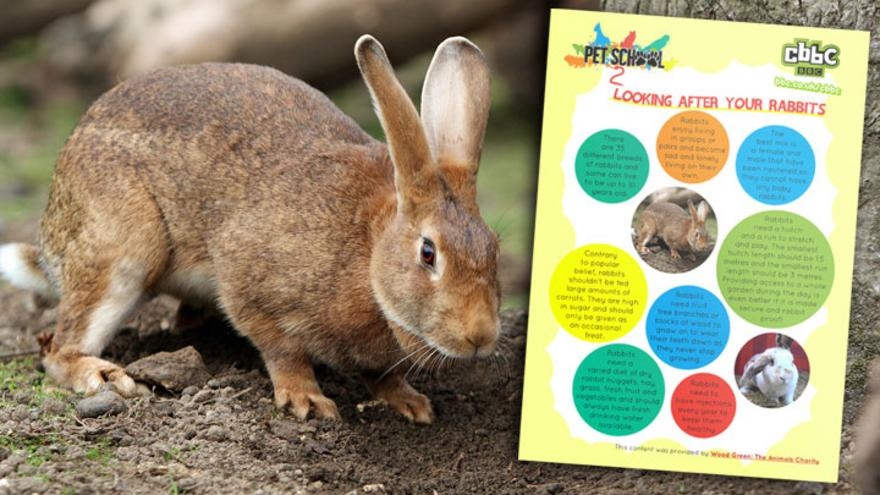 How To Look After Rabbits CBBC BBC