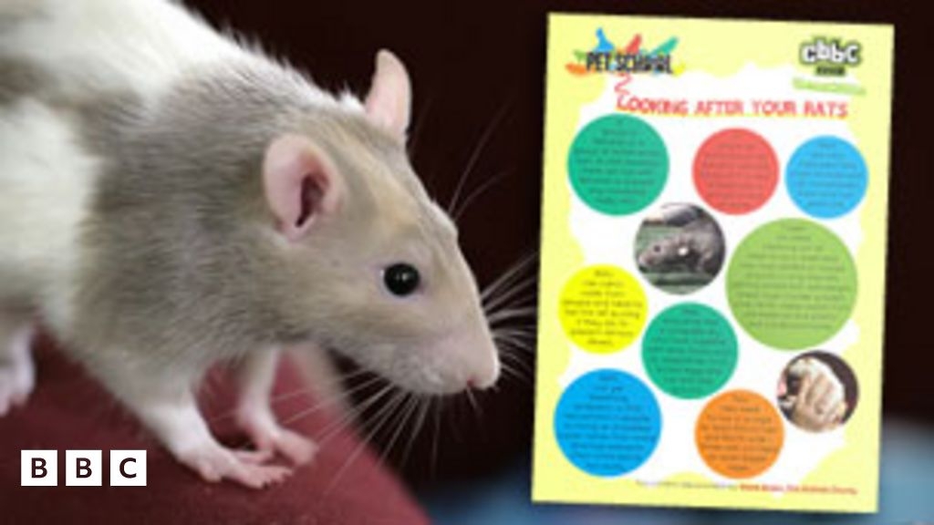 How To Look After Rats CBBC