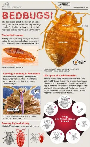 Information On BedBugs Pictures Bites And Free Brochures