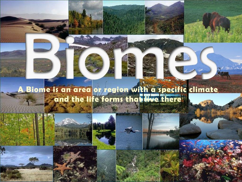 PPT Biomes PowerPoint Presentation Free Download ID 513393