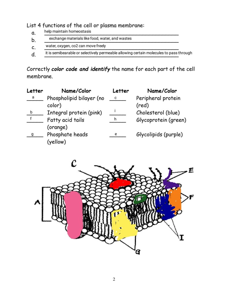 SOLUTION Cell Membrane Coloring Worksheet 1 Studypool Worksheets 
