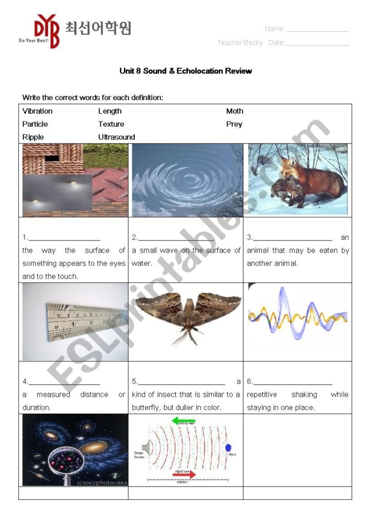 Sound And Echolocation ESL Worksheet By Dberg
